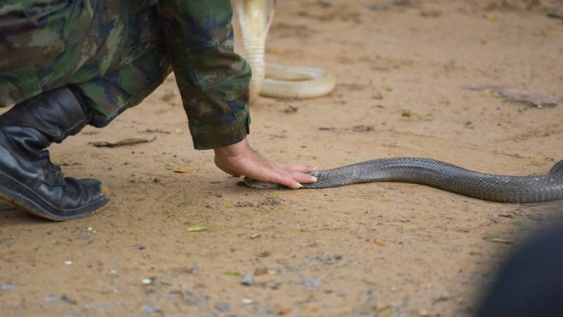 Điềm báo mơ thấy người khác bắt được rắn đánh con gì nếu đó là người lạ