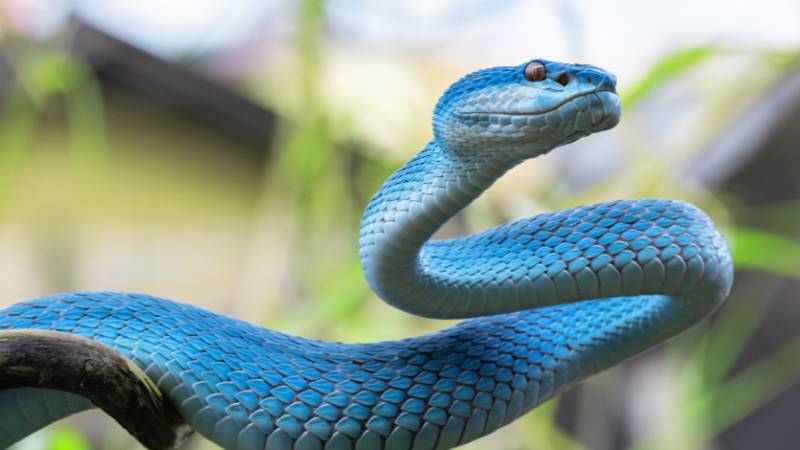 Điềm báo mơ thấy người khác bắt được rắn đánh con gì nếu đó là người chết