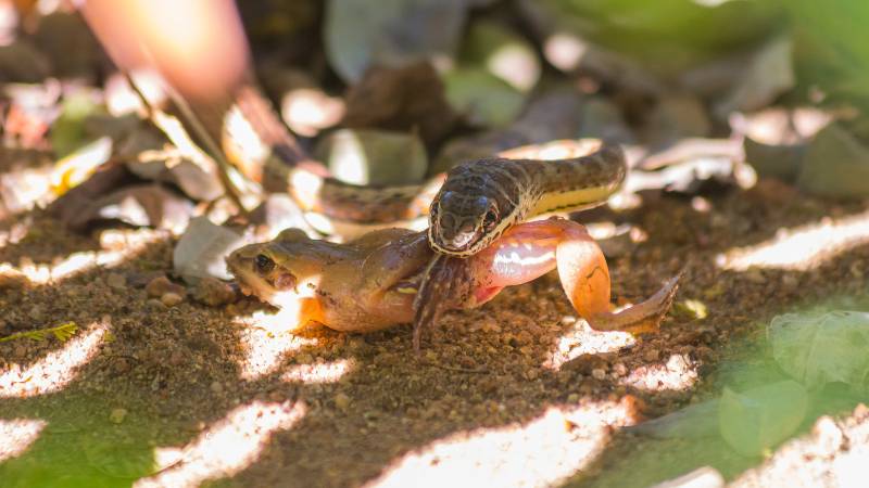 Ý nghĩa mơ thấy người khác bắt được rắn đánh con gì