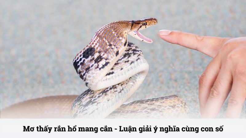 Mơ thấy rắn hổ mang cắn - Luận giải ý nghĩa cùng con số