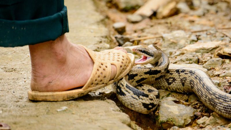 Điềm báo giấc mơ thấy rắn hổ mang cắn vào chân