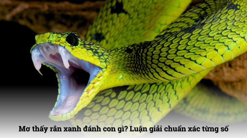 Mơ thấy rắn xanh đánh con gì? Luận giải chuẩn xác từng số