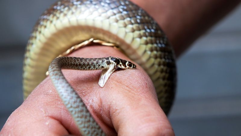 Ý nghãi giấc mơ thấy rắn hổ mang cắn